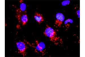 Proximity Ligation Analysis of protein-protein interactions between CCNB1 and CDC25A. (CDC25A 抗体  (AA 151-250))