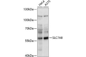 Western blot analysis of extracts of various cell lines, using SLC7 antibody (ABIN7270479) at 1:1000 dilution. (SLC7A8 抗体  (AA 150-250))
