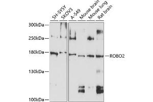 Western blot analysis of extracts of various cell lines, using ROBO2 antibody (ABIN6128651, ABIN6147060, ABIN6147061 and ABIN6214193) at 1:1000 dilution. (ROBO2 抗体  (AA 450-660))