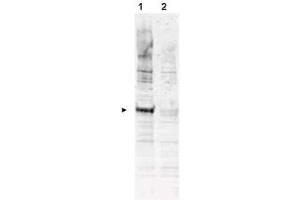 Western blot using  Affinity Purified anti-APC6 pT580 antibody shows detection of a band ~72 kDa corresponding to phosphorylated human APC6 (arrowhead lane 1). (CDC16 抗体  (pThr580))
