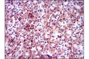 Immunofluorescence (IF) image for anti-Prosaposin (PSAP) (AA 325-524) antibody (ABIN1845961)