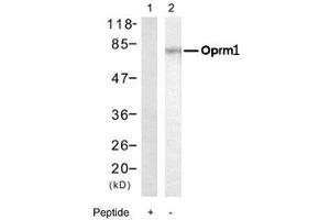 Western blot analysis of extract from PC-12 cells, using Oprm1 polyclonal antibody . (Mu Opioid Receptor 1 抗体  (Ser375))