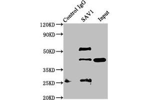 Immunoprecipitating SAV1 in NIH/3T3 whole cell lysate Lane 1: Rabbit control IgG instead of ABIN7166096 in NIH/3T3 whole cell lysate. (SAV1 抗体  (AA 1-210))
