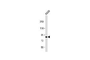 Anti-USP45 Antibody (Center) at 1:2000 dilution + A549 whole cell lysate Lysates/proteins at 20 μg per lane. (USP45 抗体  (AA 309-338))