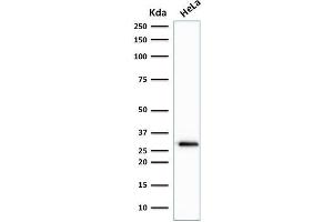 Western Blot Analysis of human HeLa cell lysate using Cdk1 Mouse Monoclonal Antibody (A17. (CDK1 抗体  (C-Term))