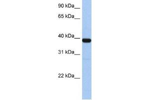 Western Blotting (WB) image for anti-Zinc Finger Protein 781 (ZNF781) antibody (ABIN2459447) (ZNF781 抗体)