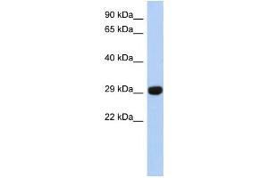 Western Blotting (WB) image for anti-Fructosamine 3 Kinase Related Protein (FN3KRP) antibody (ABIN2460081) (FN3KRP 抗体)