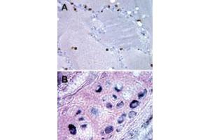 Bi-1 Immunohistochemistry. (Bax Inhibitor 1 抗体)