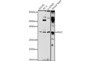 Western blot analysis of extracts of various cell lines, using FHL5 antibody (ABIN7267255) at 1:1000 dilution. (FHL5 抗体  (AA 1-284))