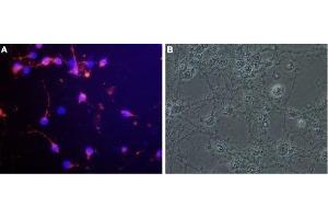 Immunocytochemistry (ICC) image for anti-Reticulon 4 Receptor (RTN4R) (AA 366-381), (Extracellular) antibody (ABIN7043601)