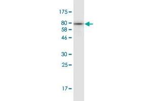 Western Blot detection against Immunogen (83.