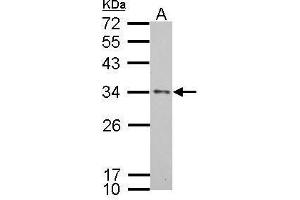 WB Image Apolipoprotein E antibody [C2C3], C-term detects APOE protein by Western blot analysis. (APOE 抗体  (C-Term))