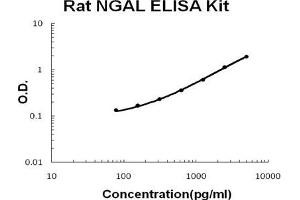 Rat Lipocalin-2/NGAL PicoKine ELISA Kit standard curve (Lipocalin 2 ELISA 试剂盒)