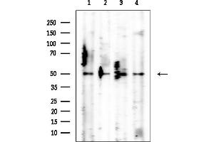 anti-Peptidase (Mitochondrial Processing) alpha (PMPCA) antibody