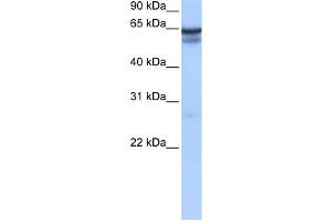 WB Suggested Anti-RFX5 Antibody Titration:  0. (RFX5 抗体  (C-Term))