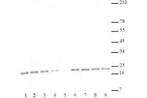 Histone H3 di/trimethyl Lys27 antibody (mAb) specificity data. (Histone 3 抗体  (H3K27me2, H3K27me3))