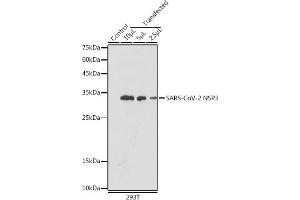 Western blot analysis of extracts of normal 293T cells 293T transfected with NSP3 Protein, using SARS-CoV-2 NSP3 antibody (ABIN7270149) at 1:5000 dilution. (SARS-CoV NSP3 抗体)