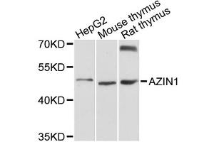 Western blot analysis of extracts of various cell lines, using AZIN1 antibody (ABIN1876074) at 1:3000 dilution. (Antizyme Inhibitor 1 抗体)