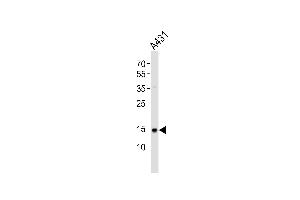 Western Blotting (WB) image for anti-Polymerase (RNA) II (DNA Directed) Polypeptide H (POLR2H) (AA 16-50), (N-Term) antibody (ABIN6243172)