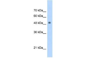 WB Suggested Anti-TCF3 Antibody Titration:  5. (TCF3 抗体  (C-Term))