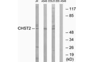 Western blot analysis of extracts from A549/COLO/Jurkat cells, using CHST2 Antibody. (CHST2 抗体  (AA 1-50))