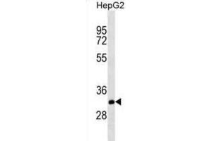 Western Blotting (WB) image for anti-THAP Domain Containing 11 (THAP11) antibody (ABIN2995405)