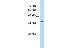 Western Blotting (WB) image for anti-Tropomyosin 1 (Alpha) (TPM1) antibody (ABIN2462395) (Tropomyosin 抗体)