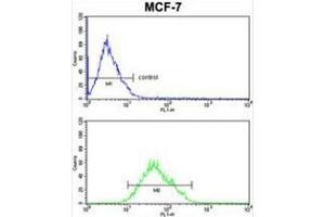 COX5A Antibody (Center) FC analysis of MCF-7cells (bottom histogram) compared to a negative control cell (top histogram). (COX5A 抗体  (Middle Region))