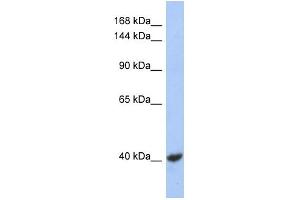 WB Suggested Anti-KCNQ2 Antibody Titration:  0. (KCNQ2 抗体  (Middle Region))
