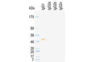 Western Blot of rat immunoglobulins under reducing condition detected by HRP conj ugated KT96 (小鼠 anti-大鼠 IgG2a Antibody (HRP))