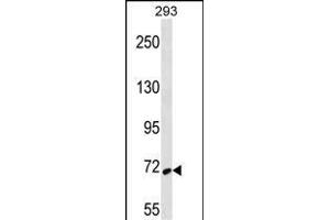 SYK Antibody (ABIN656690 and ABIN2845927) western blot analysis in 293 cell line lysates (35 μg/lane). (SYK 抗体  (AA 268-305))