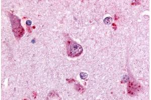 Anti-GPR68 antibody  ABIN1048864 IHC staining of human brain, cortex. (GPR68 抗体  (C-Term))