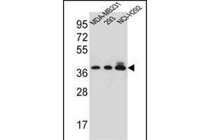 TAS2R1 Antibody (C-term) (ABIN656905 and ABIN2846102) western blot analysis in MDA-M,293,NCI- cell line lysates (35 μg/lane). (TAS2R1 抗体  (C-Term))