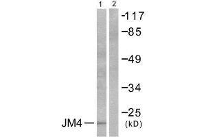 Western Blotting (WB) image for anti-PRA1 Domain Family, Member 2 (PRAF2) (C-Term) antibody (ABIN1848624) (PRAF2 抗体  (C-Term))