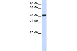 WB Suggested Anti-CANT1 Antibody Titration: 0. (CANT1 抗体  (Middle Region))