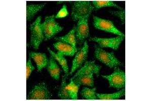 Immunofluorescenitrocellulosee of human HeLa cells stained with PI (Red) and monoclonal anti-Maspin antibody (1:500) with Alexa 488 (Green).