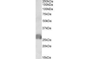 ABIN1590105 (1µg/ml) staining of Human Placenta lysate (35µg protein in RIPA buffer). (CREB3L2 抗体  (N-Term))