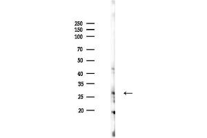 Western blot analysis of lysates from Rat testis, using RanBP1 Antibody at 1/1000 dilution.