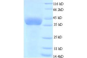 SDS-PAGE (SDS) image for Glyceraldehyde-3-Phosphate Dehydrogenase (GAPDH) (AA 2-333) protein (His tag) (ABIN1459143)