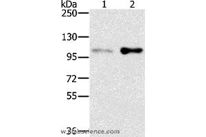 Western blot analysis of HT-29 and 293T cell, using SLTM Polyclonal Antibody at dilution of 1:400 (SLTM 抗体)