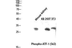 Western Blot (WB) analysis of Mouse Kidney KB 293T 3T3 lysis using Phospho-ATF-1 (S63) antibody. (AFT1 抗体  (pSer63))