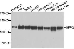 Western blot analysis of extracts of various cell lines, using SFPQ antibody (ABIN5970351) at 1/1000 dilution. (SFPQ 抗体)