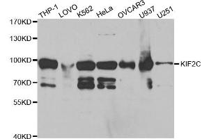 Western Blotting (WB) image for anti-Kinesin Family Member 2C (KIF2C) antibody (ABIN1876637) (KIF2C 抗体)