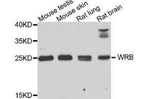 Western blot analysis of extracts of various cell lines, using WRB antibody (ABIN5974453) at 1/1000 dilution. (WRB 抗体)