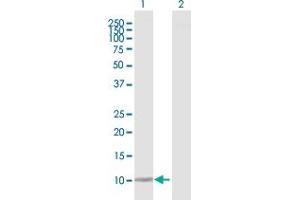 Western Blot analysis of DDT expression in transfected 293T cell line by DDT MaxPab polyclonal antibody. (DDT 抗体  (AA 1-118))
