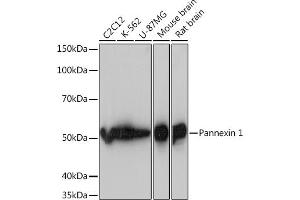 Western blot analysis of extracts of various cell lines, using Pannexin 1 Rabbit mAb (ABIN7269168) at 1:1000 dilution. (PANX1 抗体)