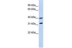 Image no. 1 for anti-G Protein-Coupled Receptor 27 (GPR27) (AA 288-337) antibody (ABIN6743462) (GPR27 抗体  (AA 288-337))