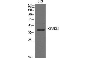 Western Blot (WB) analysis of NIH-3T3 cells using CD158a Polyclonal Antibody. (KIR2DL1 抗体  (Internal Region))