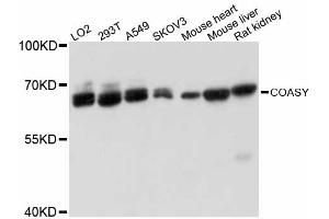 Western blot analysis of extracts of various cell lines, using COASY antibody (ABIN6291955) at 1:3000 dilution. (COASY 抗体)