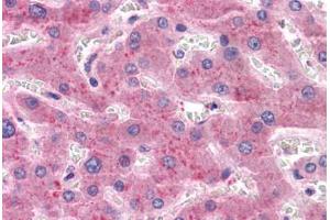 Liver, Human: Formalin-Fixed, Paraffin-Embedded (FFPE) (PROC 抗体)